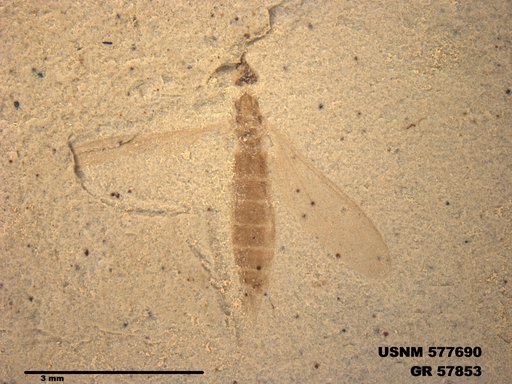 Insecta