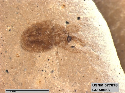 Insecta