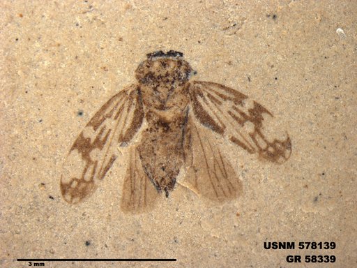 Genus sp