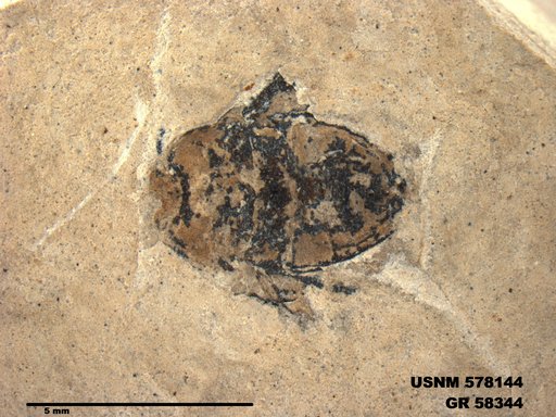 Genus sp