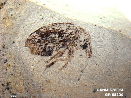 Insecta