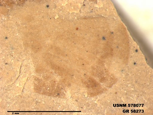 Genus sp