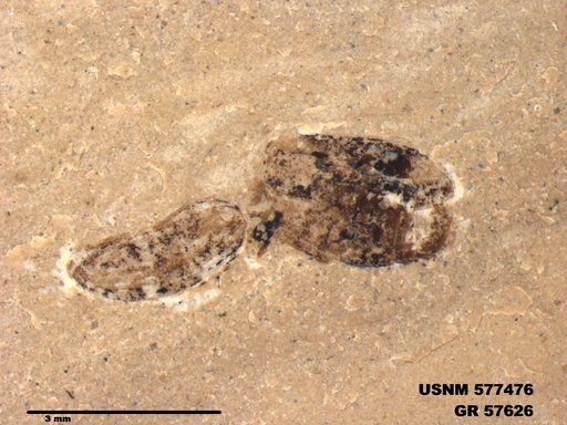 Insecta