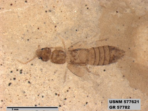 Insecta