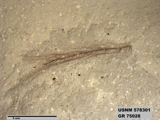 Insecta