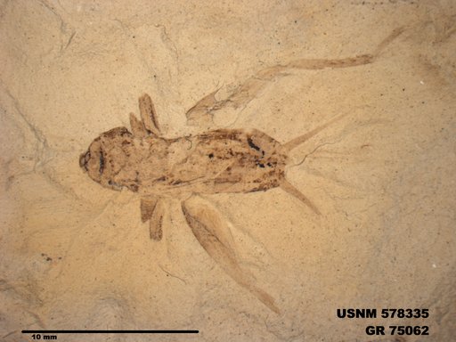 Insecta