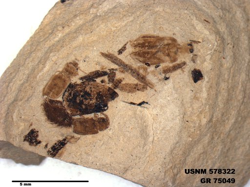 Insecta