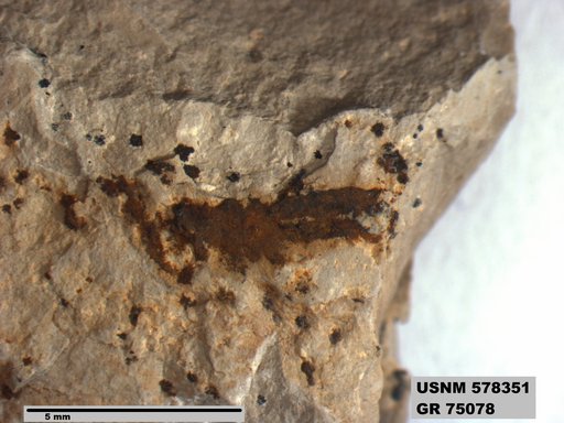 Genus sp