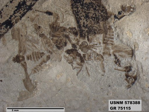 Genus sp