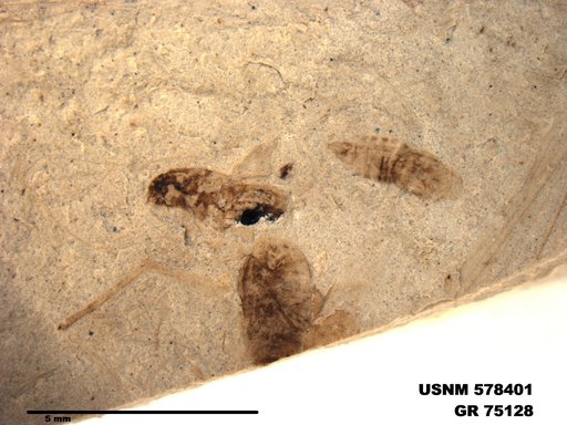 Insecta