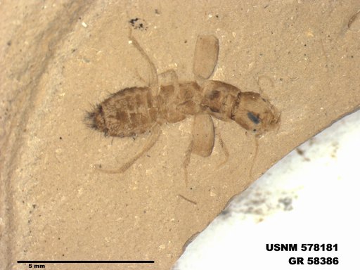 Genus sp