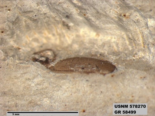 Insecta