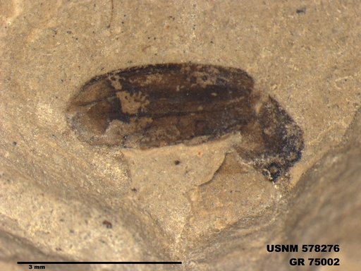Insecta