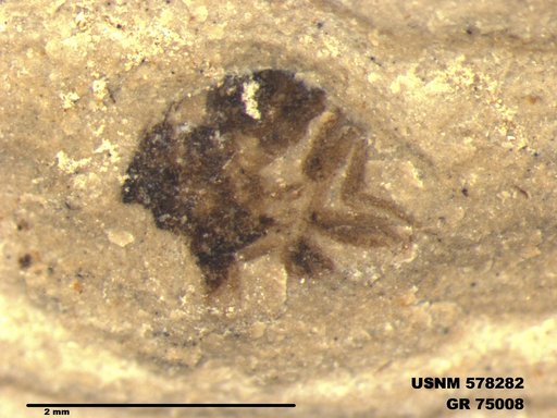 Insecta
