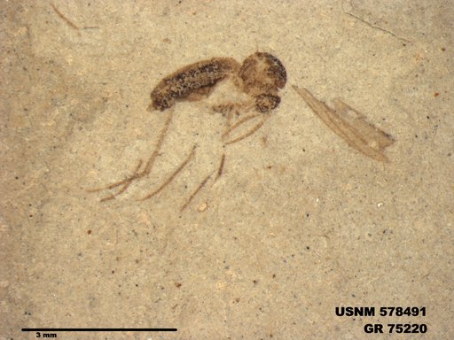 Genus sp