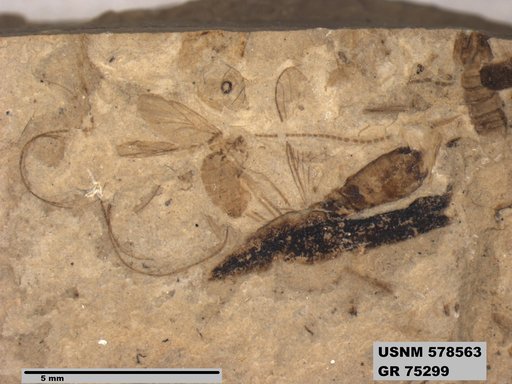 Eotetrix unicornis