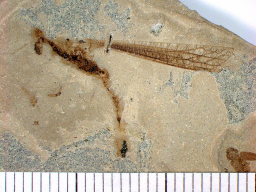 Eoerianthus eocaenicus