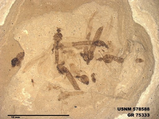 Genus sp