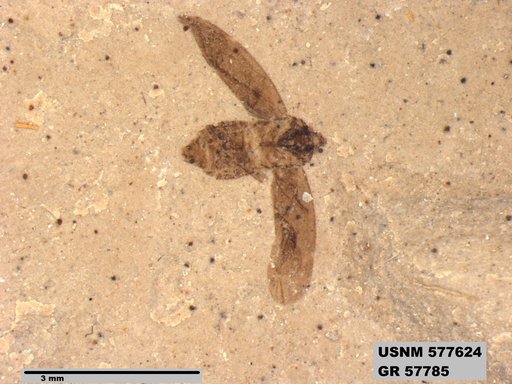 Genus sp