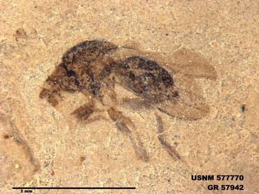 Insecta