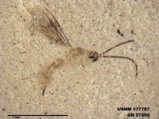 Insecta