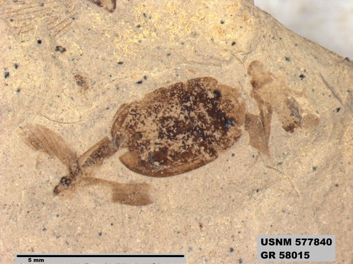 Genus sp