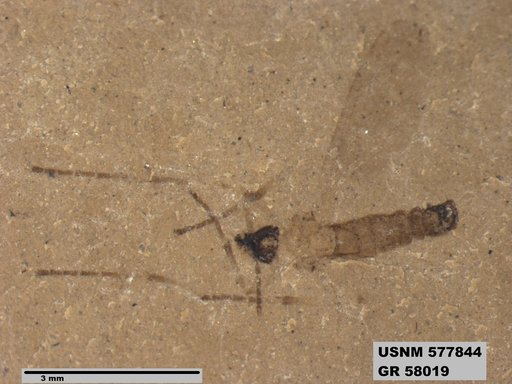 Insecta