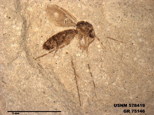 Genus sp
