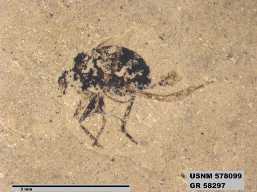 Insecta