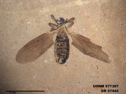 Insecta