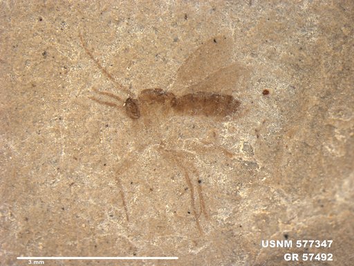 Insecta