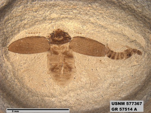 Insecta
