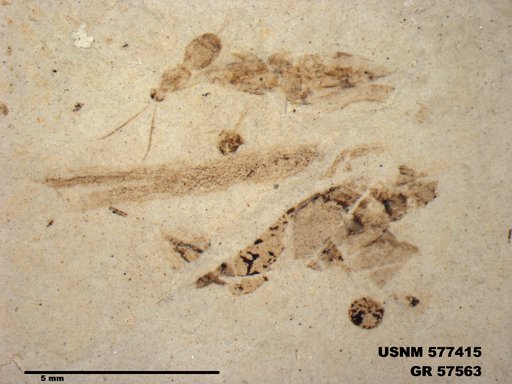 Insecta