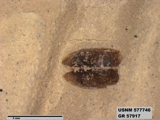 Insecta