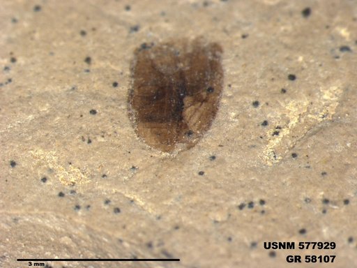 Insecta