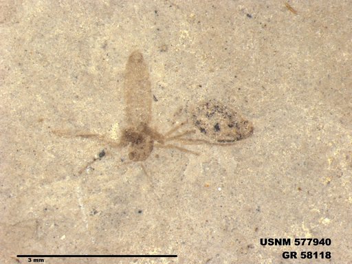 Insecta