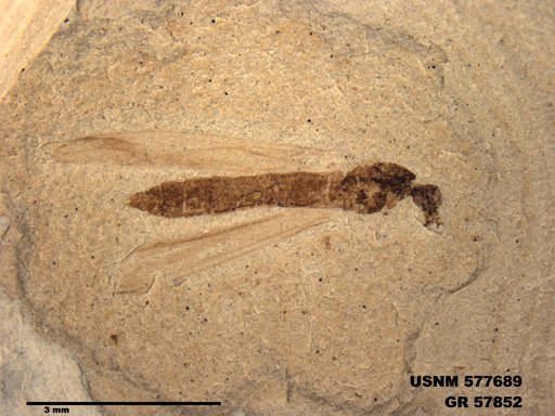Insecta