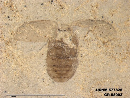 Insecta