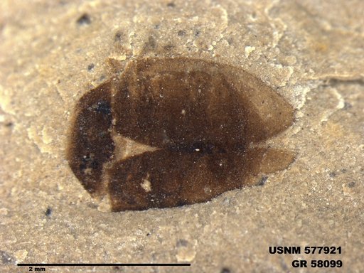 Insecta
