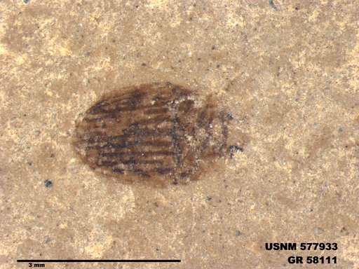 Insecta