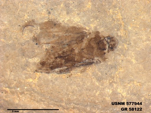Genus sp