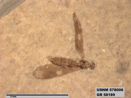Insecta