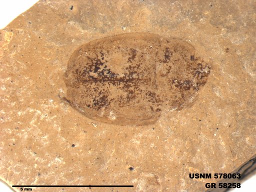 Insecta