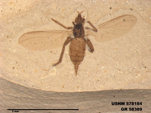 Insecta
