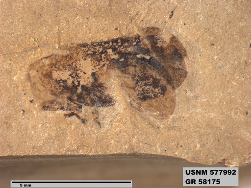 Genus sp