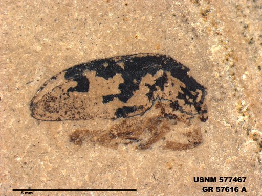 Insecta