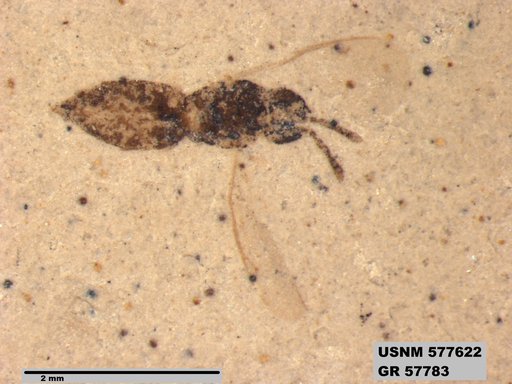 Insecta