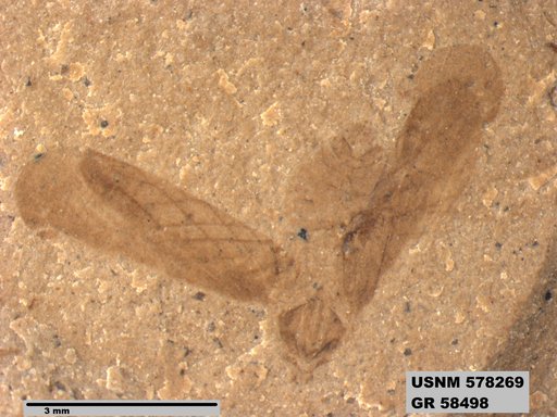 Insecta