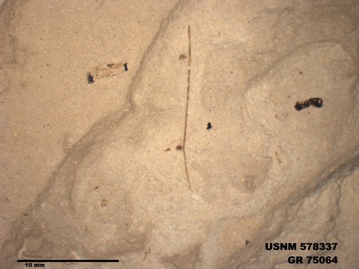 Genus sp