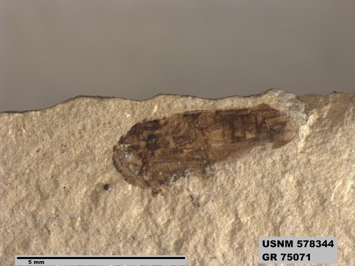 Genus sp